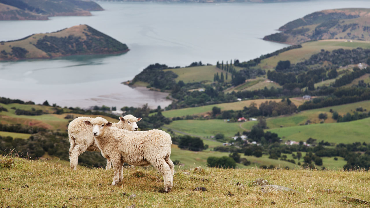 NZの街「プケコヘ」で盛んなランドバンキング投資法とは？
