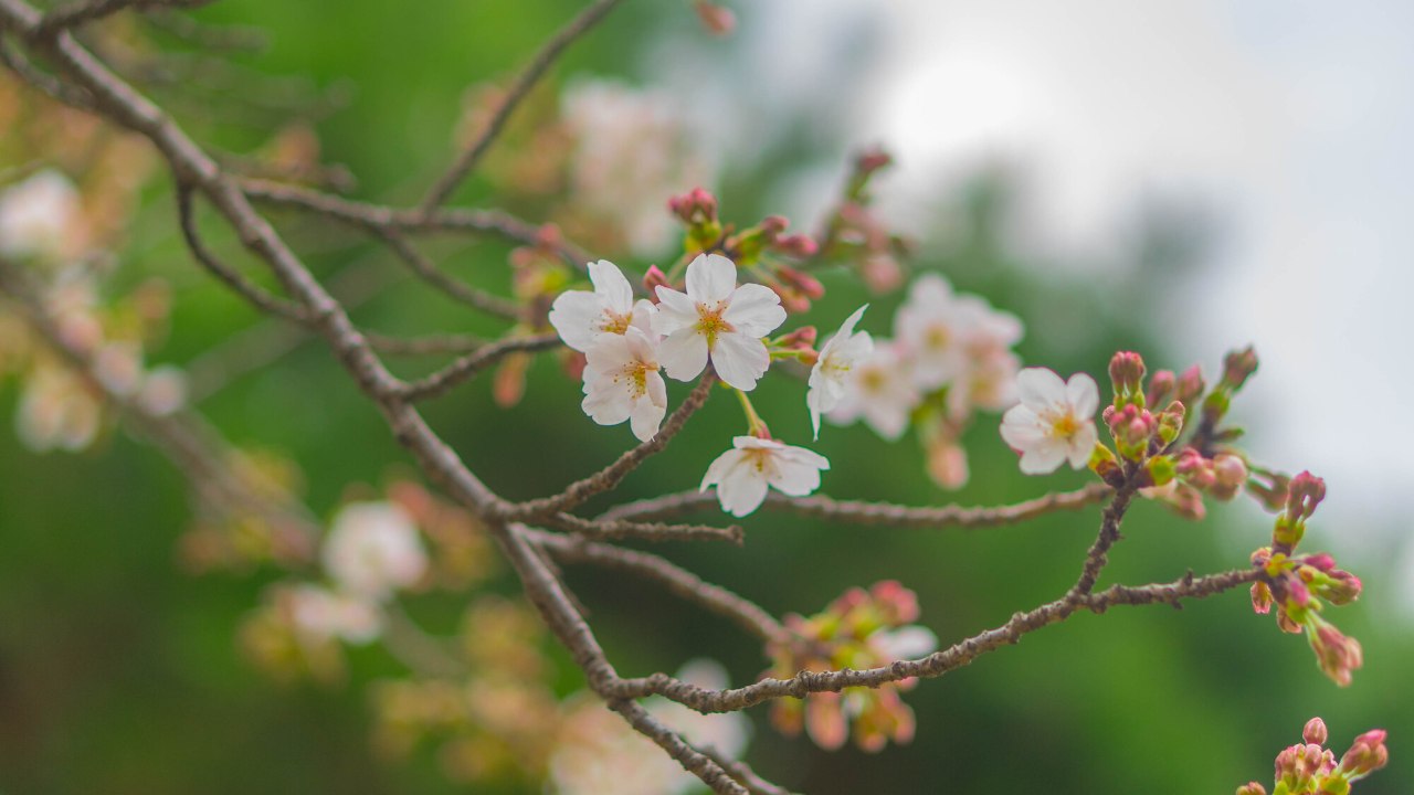 桜の開花には「冬の寒さ」も必要　“桜の開花日”でわかる「景気の行方」【解説：エコノミスト・宅森昭吉氏】