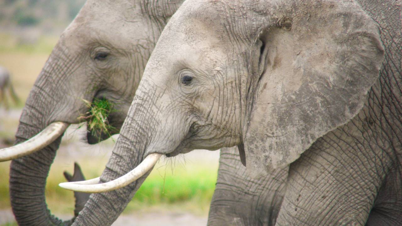 日本から違法輸出が横行…「アフリカゾウ密猟」の元凶、象牙取引の実態