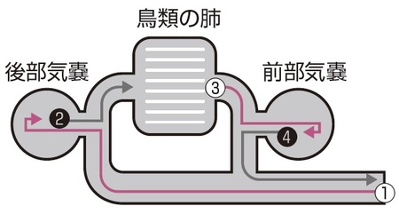 有名中学受験 理科 魚類の心臓は1心房1心室である では 両生類の心臓は 幻冬舎ゴールドオンライン