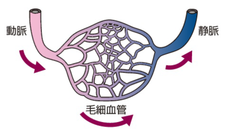 有名中学受験 理科 魚類の心臓は1心房1心室である では 両生類の心臓は 幻冬舎ゴールドオンライン