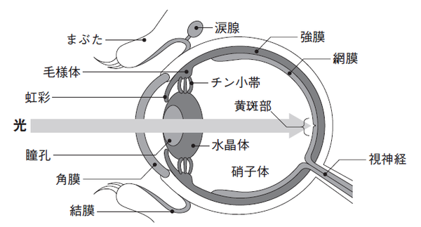 白内障 が発症するプロセスと具体的な症状とは 富裕層向け資産防衛メディア 幻冬舎ゴールドオンライン