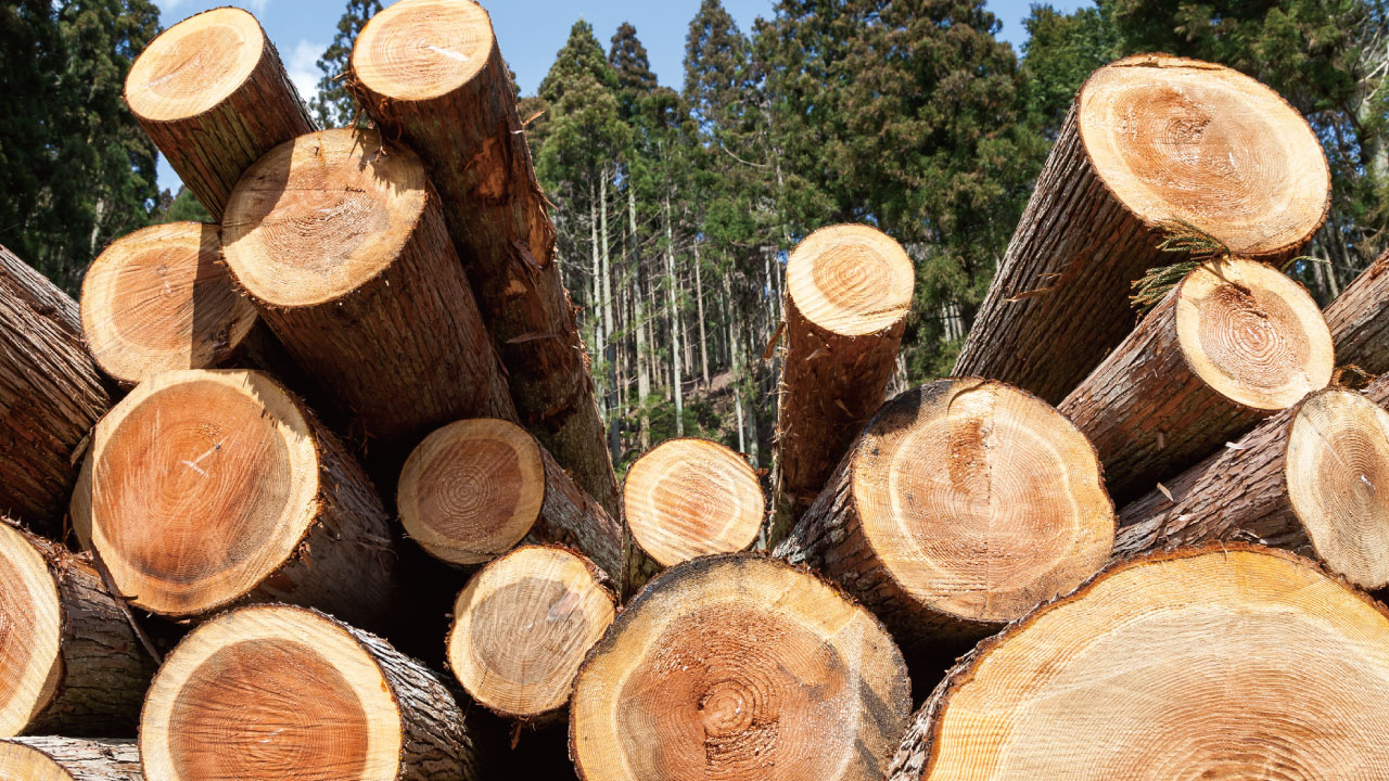 日本の森林バイオマス活用を阻む「林道の整備」という問題