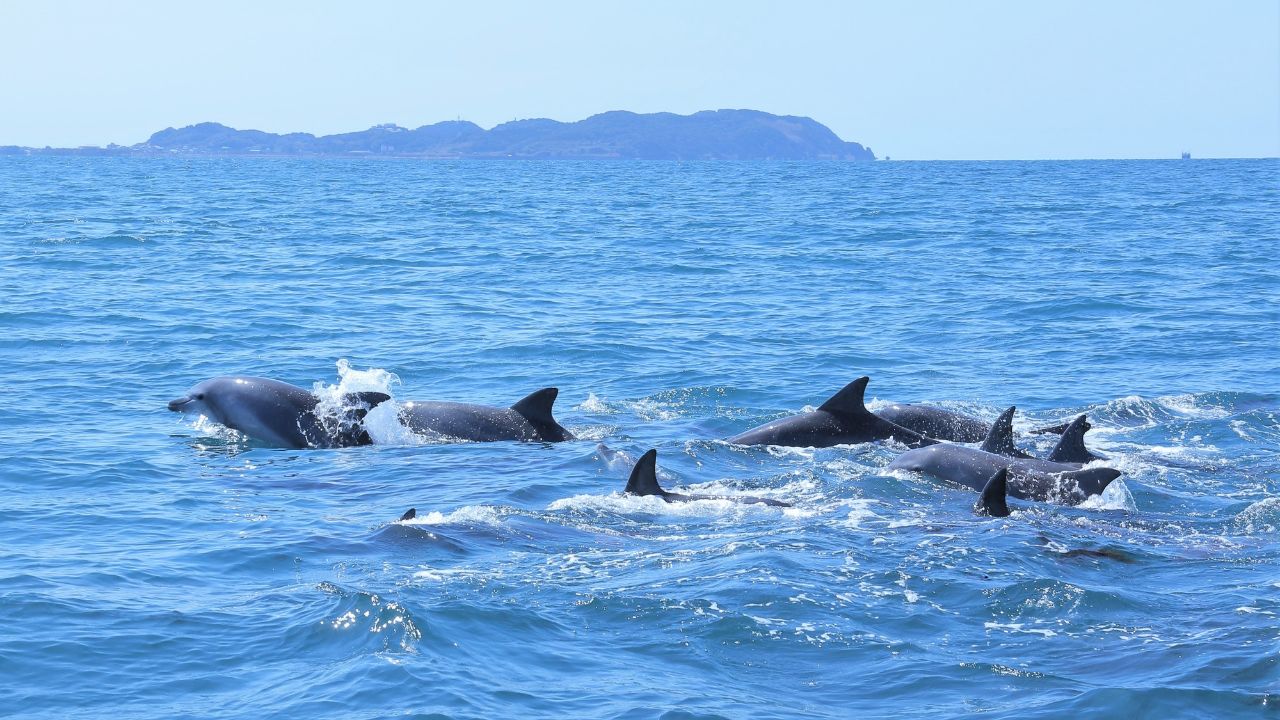 夫をふるさとの海に還したい… 故人縁の地、熊本県天草での「海洋散骨×旅行」～イルカに遭遇!? 現地の観光スポットも紹介～