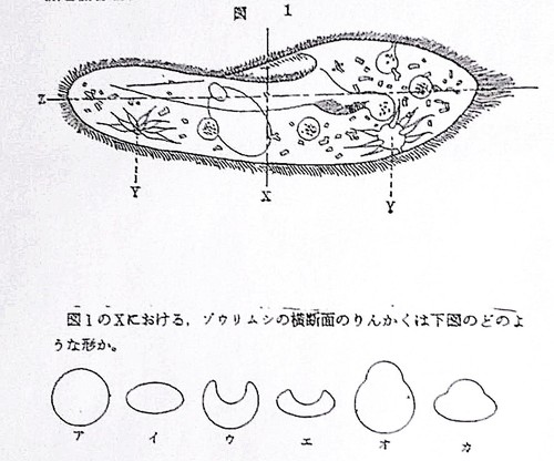 面白い、東大入試！…ゾウリムシの切断面はどういう輪郭なのか | ゴールドオンライン