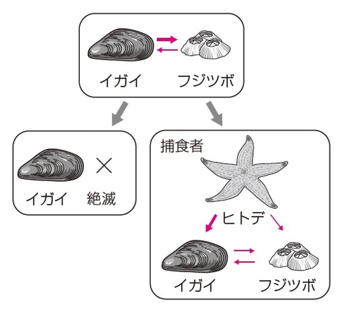 出所：伊藤和修著『大人の教養　面白いほどわかる生物』（KADOKAWA）