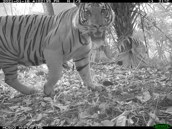 ベルムテメンゴール森林地域で撮影されたトラ