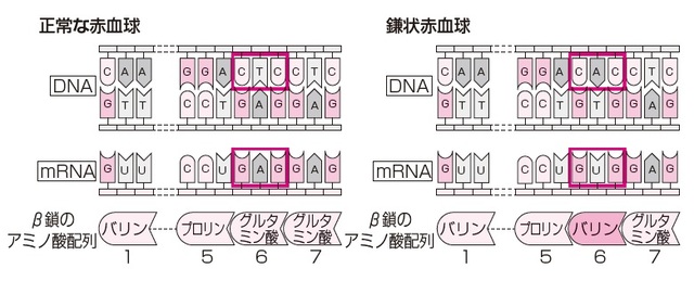 イラスト：有限会社 熊アート  出所：伊藤和修著『大人の教養 面白いほどわかる生物』（KADOKAWA）