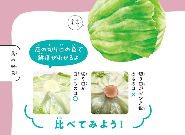 ©わたなべみきこ  出所：青髪のテツ著『スーパーのエキスパート店員が教える　おいしい野菜まるみえ図鑑』（KADOKAWA）