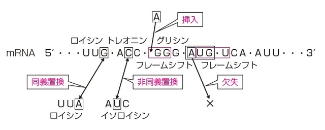 イラスト：有限会社 熊アート  出所：伊藤和修著『大人の教養 面白いほどわかる生物』（KADOKAWA）