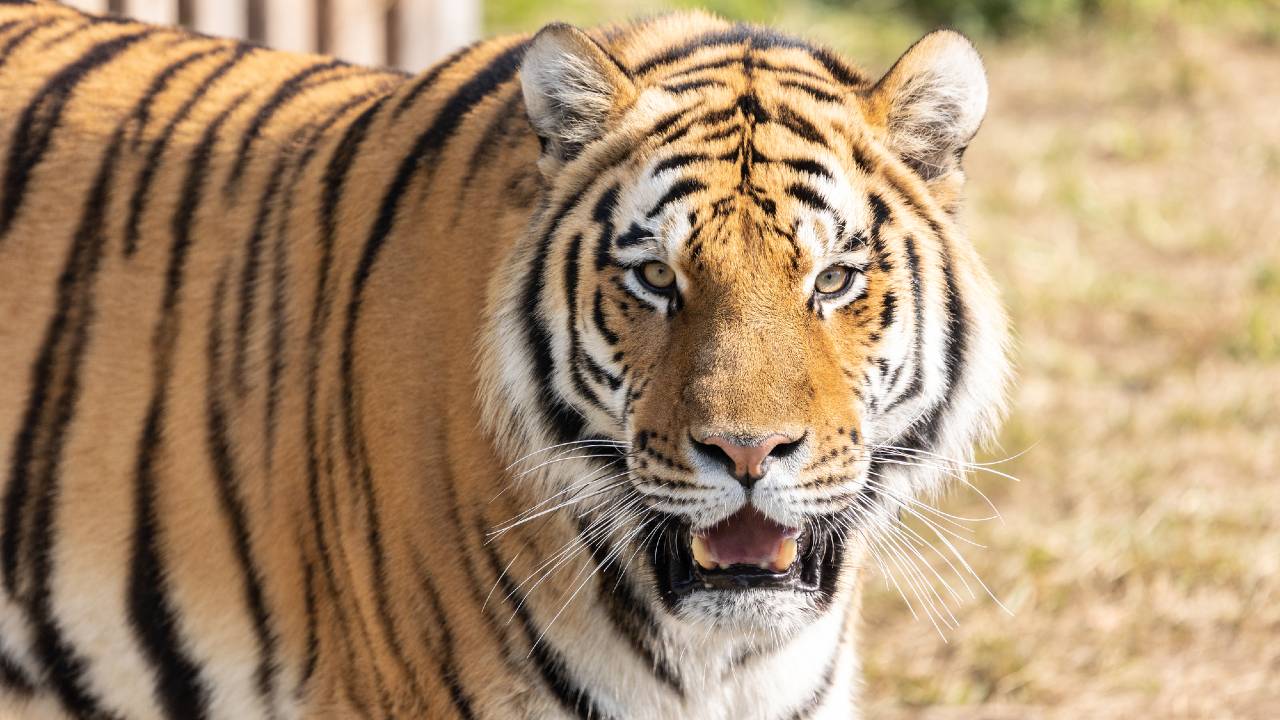 100年で個体数98％減…絶滅危惧種「トラ」保護の現状