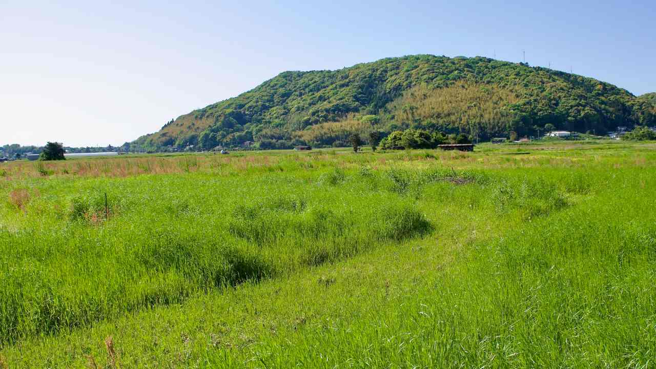 十数年前に相続した「雑草だらけの約200坪の農地」を手放したい…75歳男性が検討する「国の引き取り制度」は“使える制度”なのか？【行政書士が解説】