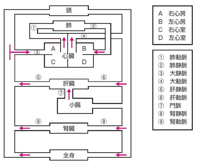 有名中学受験 理科 食後 もっとも養分の多い血液が流れている血管の名前を答えよ 幻冬舎ゴールドオンライン