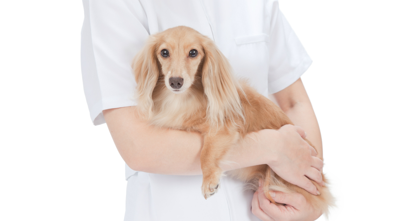 なぜ動物病院のペット保険は「窓口割引型」にすべきなのか？
