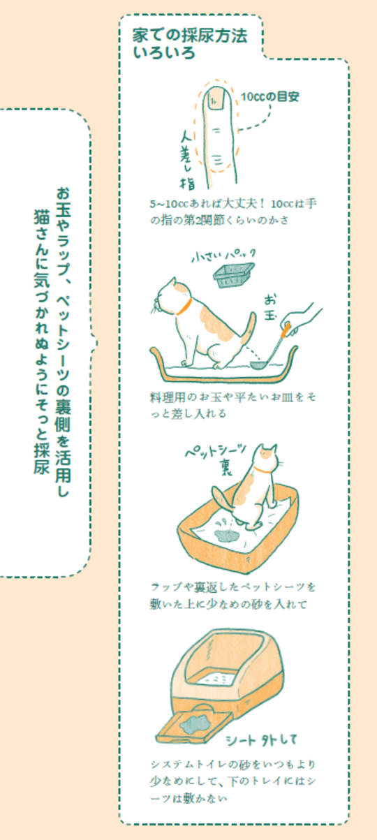 出所：『獣医さん、聞きづらい「猫」のことぜんぶ教えてください！』（日東書院本社）より抜粋 イラスト：たまゑ