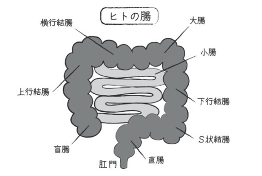 出典：『腸にいい習慣ベスト100』（総合法令出版）より抜粋